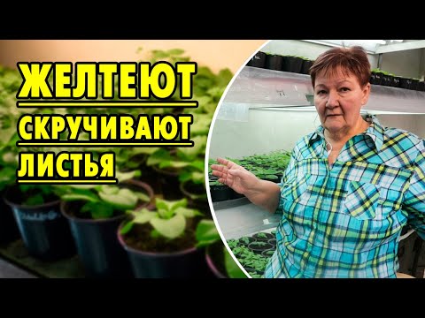 Видео: 🌺Петунии с нуля: Почему желтеют и скручиваются листья рассады?