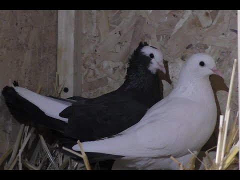 Видео: РАССАДИЛ ГОЛУБЕЙ ПО ЛИНИЯМ И ПО ПАРАМ. #Tauben​##աղավնիներ​##göyərçinlər​##pigeons​##голуби#
