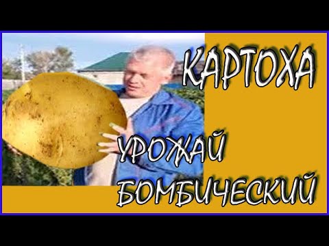 Видео: Несколько тонн  картошки с трех соток Голландский способ посадки