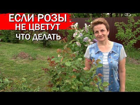 Видео: Сделайте это с розами немедленно