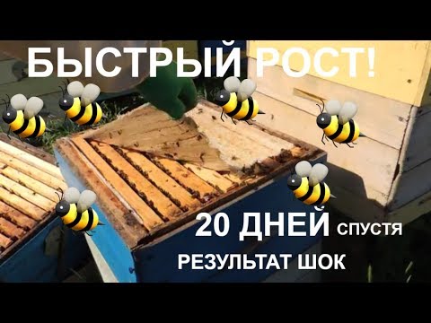 Видео: Ускоренное развитие весной / результат!!!!/Пасека 2018/ пчелы