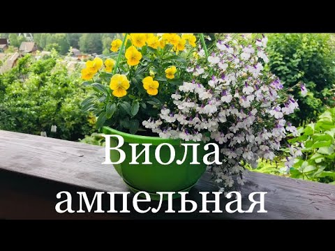 Видео: АМПЕЛЬНАЯ ВИОЛА от А до Я (мой первый опыт посева)