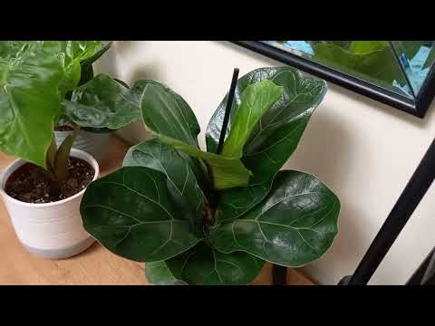 Видео: 🌿🍀☘ОБЗОР РАСТЕНИЙ В СПАЛЬНЕ 2 ч. Новый стеллаж для растений, отвечаю на вопросы.🌾🍁🌱☘