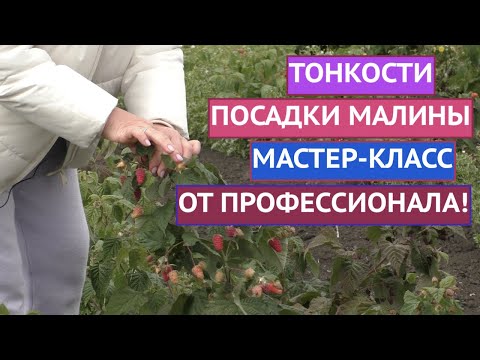 Видео: КАК ПРАВИЛЬНО ПОСАДИТЬ МАЛИНУ, ЧТОБЫ ОНА ТОЧНО ПРИЖИЛАСЬ И ДАЛА ОГРОМНЫЙ УРОЖАЙ!