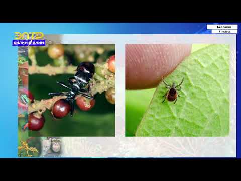 Видео: 11-класс |  Биология | Межвидовые взаимоотношения-биотические связи между особями разных видов