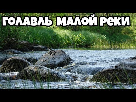 Видео: Голавль малой реки, разведка новых мест в лен. области.
