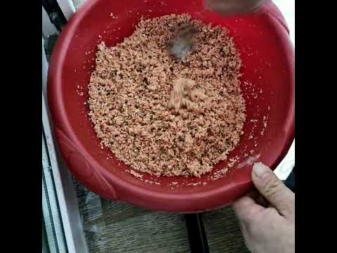 Видео: Тайоргарли кушларди жуфтлашка коримларини кучайтирамиз 