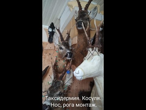 Видео: Таксидермия. Косуля. Нос, рога монтаж.