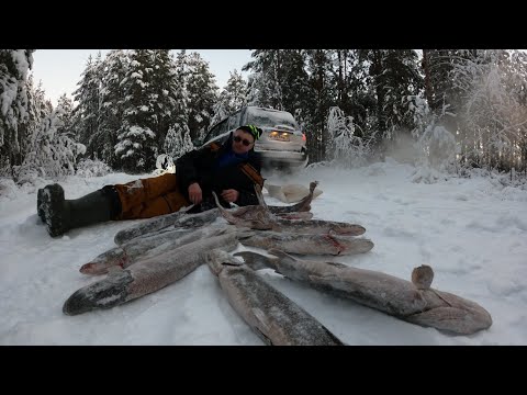 Видео: Первый лёд продолжается 2025-2026г. Бешенный клёв на таёжном озере! Рыбалка на жерлицы! 