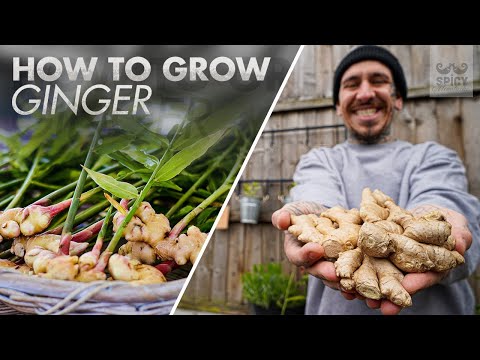Видео: Советы по выращиванию большого количества имбиря в контейнере