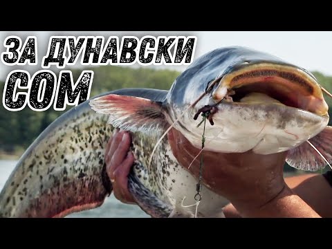 Видео: Как да си хванем сом на жива стръв? / Тайната на дунавския кльонк