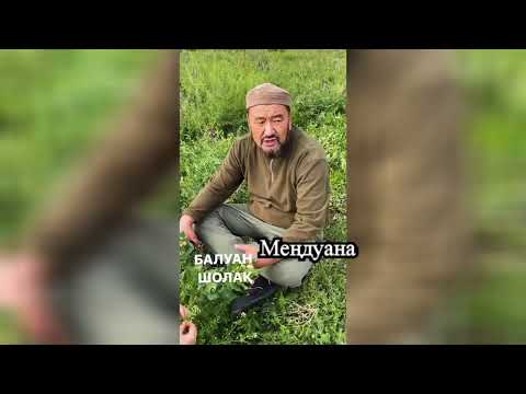 Видео: Меңдуана деген осы шөп