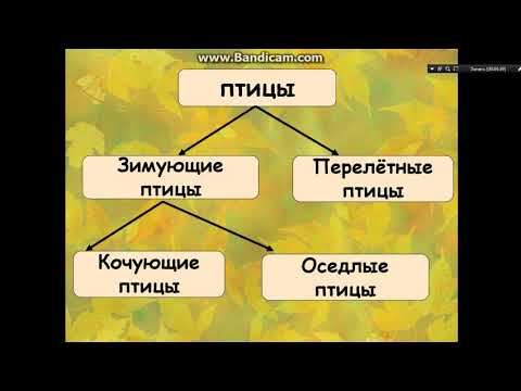 Видео: птицы осенью