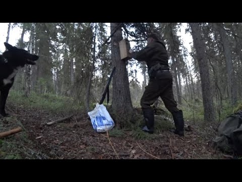 Видео: ОХОТА НА КУНИЦУ КАПКАНАМИ / ПРОМЫСЕЛ / ПОХОД НА ИЗБУ / БЫТ