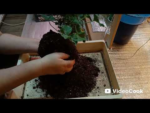 Видео: Уменьшение объёма горшков пеларгониям на зимний период 🌺🌺🌺