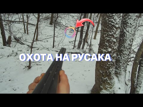 Видео: ПЕРВЫЙ РУСАЧОК 2024! Охота на русака.