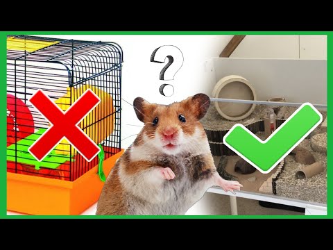 Видео: КАК УХАЖИВАТЬ ЗА ХОМЯКОМ? 🐹 / Что Должно Быть В Клетке Хомяка / Можно ✔️ и Нельзя ❌