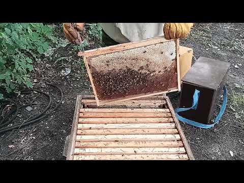 Видео: 11.08.2025. Сокращение семей. Открытый мёд. Что с ним делать? 