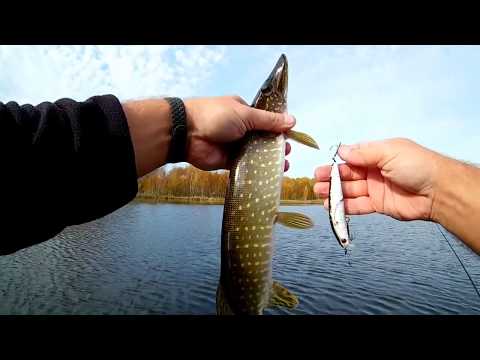 Видео: Kosadaka Intra XS 95F и уокер Jackall Mud Sucker 90 сработали!