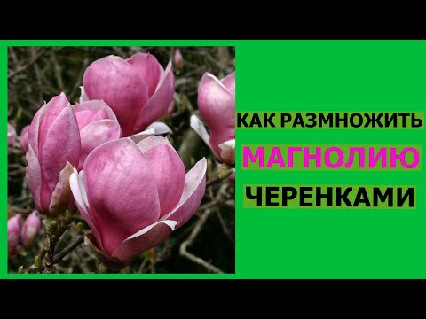 Видео: КАК РАЗМНОЖИТЬ МАГНОЛИЮ ЧЕРЕНКАМИ...(как правильно выбрать и подготовить черенок)