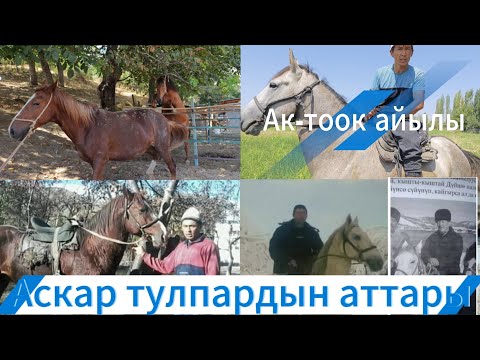 Видео: Аскар тулпардын аттары