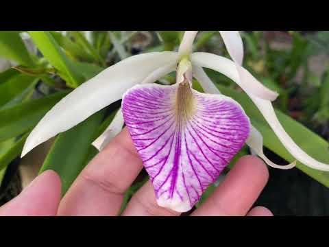 Видео: Как определить орхидею…..