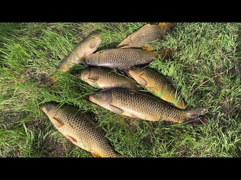 Видео: ВСЕ РВАНУЛИ НА ВОБЛУ, А МЫ С ОТЦОМ НА САЗАНОВ. ЭТО ПРОСТО ЖОР КАКОЙ-ТО! УБОЙНАЯ ОСНАСТКА.