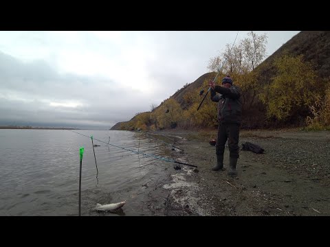 Видео: лещ на Дону вот это лапти🐋🎣📽️💥 топовая рыбалка на леща с берега #рыбалка #лещнафидер #fishing #осень