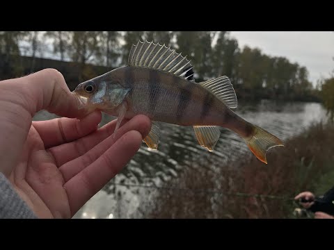 Видео: Рыбалка в МО, с @TIMFISH-GG52, ловля окуня на микроджиг.