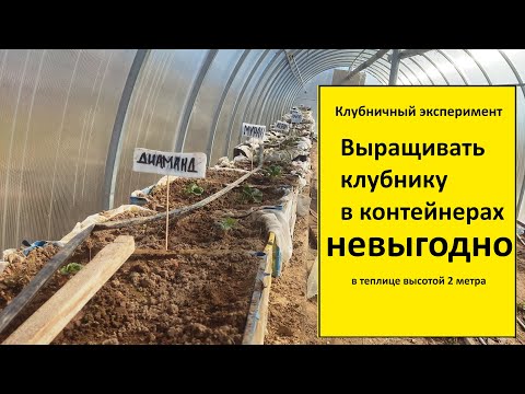 Видео: Выращивание клубники в теплице в контейнерах оказалось невыгодно