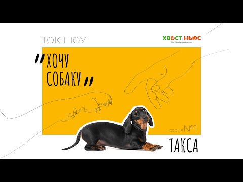 Видео: Ток-шоу «Хочу собаку». Охотничья порода – такса. Характер, особенности содержания и воспитания