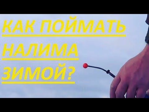 Видео: Как ловить налима зимой? Тонкости ловли Налима зимой на стукалку. Налим на жерлицы. Где стоит налим.