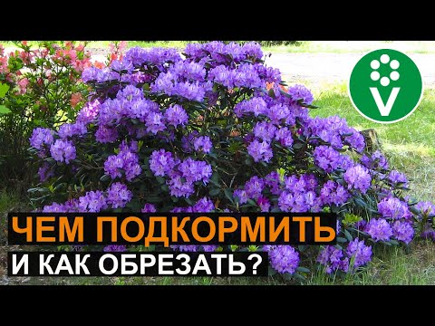 Видео: УХОД ЗА РОДОДЕНДРОНАМИ: секреты роскошного цветения