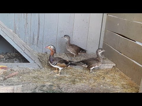 Видео: ЛПХ//утки Мандаринки//фазаны//свел уток Мандаринок вместе//10 октября 2024 год