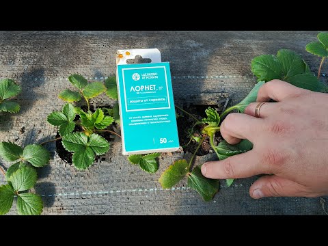 Видео: Лорнет на клубнике: рискнул урожаем ради эксперимента! Результат через 10 дней! Честный тест в саду.