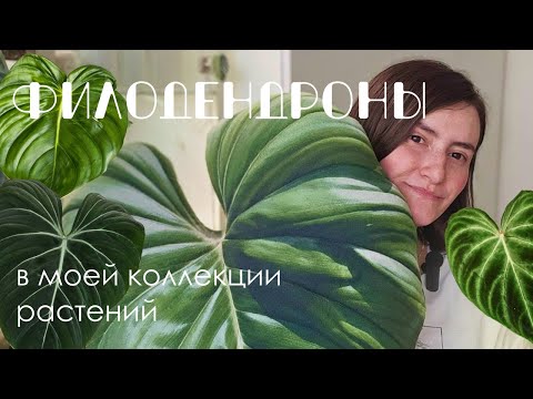 Видео: Мои Филодендроны. 🪴