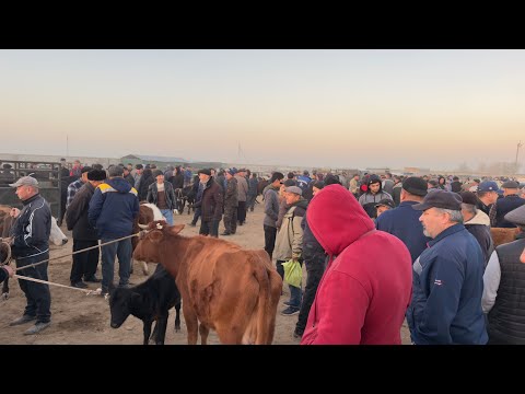 Видео: БЕРУНИЙ АБАЙ МОЛ БОЗОРИ 29 ОКТЯБР 2025