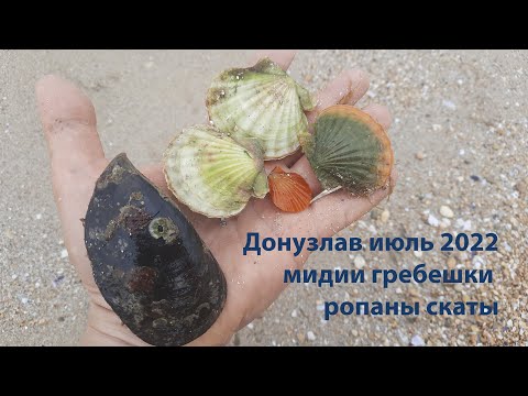 Видео: Донузлав 2022 июль. Мидии рапаны гребешки скаты. Подводная охота 2022. Донузлав тихая охота 2022.