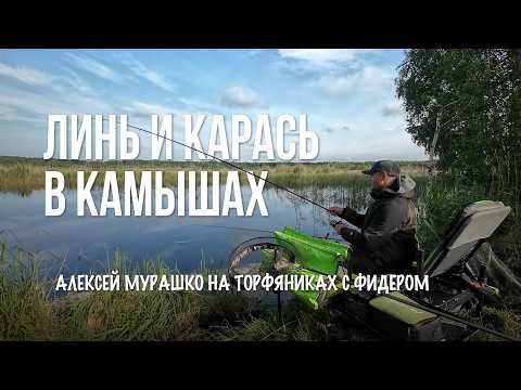 Видео: Непредсказуемая рыбалка с фидером на торфянике — линь и карась в камышах