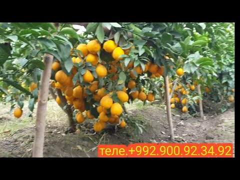 Видео: удабрени додани лемон барои дехконо токи хосили хуб гиранд