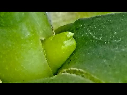 Видео: ОТ ПОЭТОМУ орхидеи ЦВЕТУТ! КОРНИ ПРУТ, орхидеи цвести ГОТОВЫ! так👍 ПОЛИВАТЬ орхидеи!