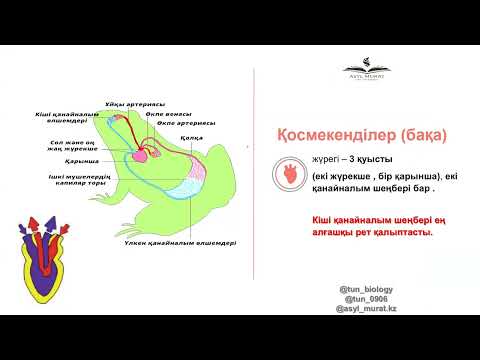 Видео: Пайдалы Биология 3 сабақ Нағыз ҰБТ -2024 /Қаңтар ҰБТ /Жануарлардың қанайналым жүйесі/ Жүрек құрылысы