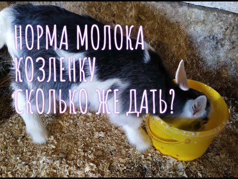 Видео: НОРМА МОЛОКА КОЗЛЕНКУ// ЭТА КОРМУШКА РАБОТАЕТ!!!// ОТЕЛ???