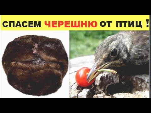 Видео: Как защитить черешню от птиц ?