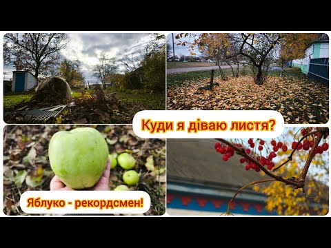 Видео: Кому листя? 😆// Яблуко - рекордсмен// Туман//Павутинки "бабиного літа"//@Moie_selo_na_Poltavshchyni 