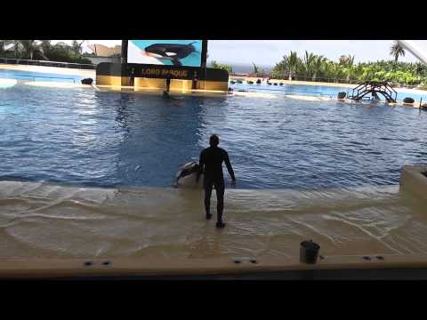 Видео: Тенерифе Лоро Парк Шоу Касаток