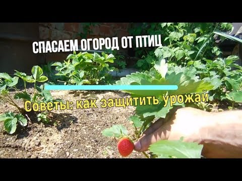 Видео: ДРОЗДЫ В ШОКЕ || Спасаем огород от птиц 🐤Огород, Сад, Дача 🍓, Советы по садоводству