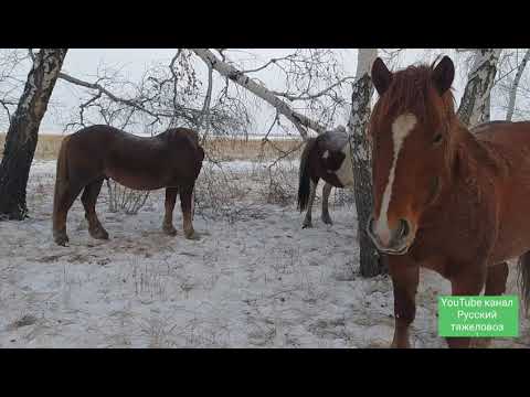 Видео: Почему Русский тежеловоз.