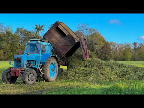 Видео: Силосую кукурудзу:Як зробити якісний корм для худоби!!!