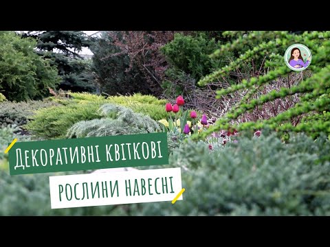 Видео: Декоративні квіткові рослини навесні